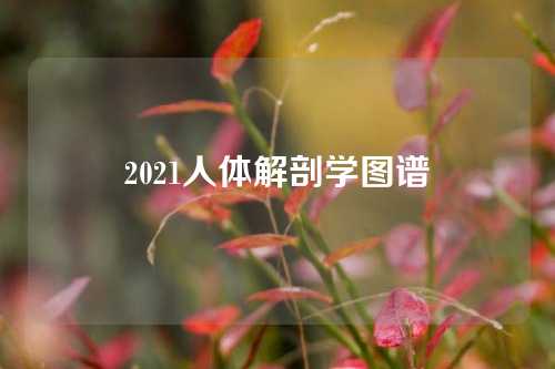 2021人体解剖学图谱